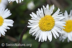 Alpenmasslieb (Aster bellidiastrum) (28.04.2025, F292867)