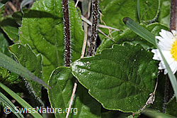 Alpenmasslieb (Aster bellidiastrum) (F292868)