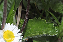 Alpenmasslieb (Aster bellidiastrum) (F292869)