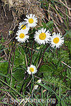 Alpenmasslieb (Aster bellidiastrum) (28.04.2025, F292871)