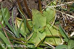 Alpen-Fettblatt (Pinguicula alpina) (28.04.2025, F292873)