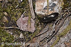 Hylis olexai (Kammkäfer) (F292885)