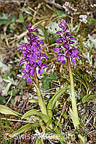 Orchis mascula (F292890)