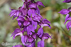 Orchis mascula (F292891)