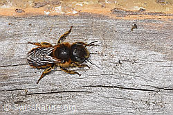 Goldene Schneckenhausbiene (Osmia aurulenta) (F292912) Goldene Schneckenhausbiene (Osmia aurulenta) (F292912)