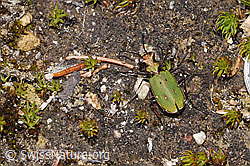 Feld-Sandlaufkäfer (Cicindela campestris) (F292928) Feld-Sandlaufkäfer (Cicindela campestris) (F292928)