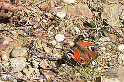 Tagpfauenauge (Inachis io) (F292948) Tagpfauenauge (Inachis io) (F292948)