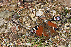 Tagpfauenauge (Inachis io) (F292953) Tagpfauenauge (Inachis io) (F292953)