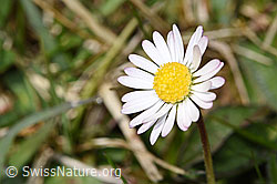 Gänseblümchen (Bellis perennis) (28.04.2025, F292984)