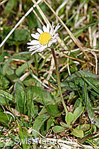 Gänseblümchen (Bellis perennis) (28.04.2025, F292986)