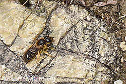 Halictus rubicundus (F293019)