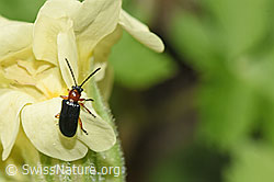 F293062: Rothalsiges Getreidehähnchen (Oulema melanopus) an Wald-Schlüsselblume (Primula elatior)