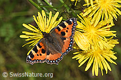Kleiner Fuchs (Aglais urticae) auf Wiesen-Pippau (Crepis biennis) (09.06.2025, F296193)