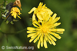 Wiesen-Pippau (Crepis biennis) (09.06.2025, F296197)