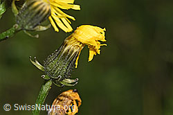 Crepis biennis (F296198)