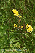 Wiesen-Pippau (Crepis biennis) (09.06.2025, F296200)