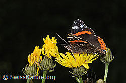 Admiral (Vanessa atalanta) auf Wiesen-Pippau (Crepis biennis) (F296287)