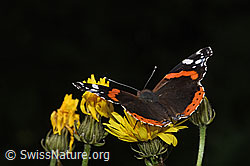 Admiral (Vanessa atalanta) auf Wiesen-Pippau (Crepis biennis) (09.06.2025, F296288)