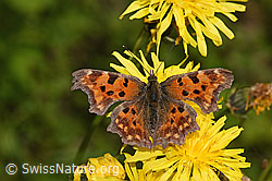 C-Falter (Polygonia c-album) auf Wiesen-Pippau (Crepis biennis) (09.06.2025, F296326)
