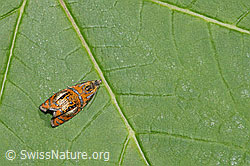 Prachtwickler (Olethreutes arcuella) (F296329) Prachtwickler (Olethreutes arcuella) (F296329)