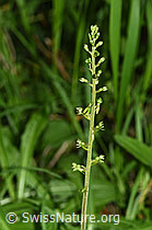 Grosses Zweiblatt (Listera ovata) (F296392) Grosses Zweiblatt (Listera ovata) (F296392)