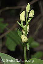 Weisses Waldvögelein (Cephalanthera damasonium) (09.06.2025, F296447)