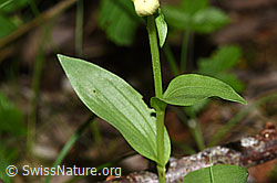 Weisses Waldvögelein (Cephalanthera damasonium) (F296448)