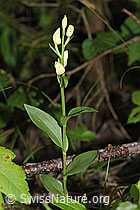 Weisses Waldvögelein (Cephalanthera damasonium) (09.06.2025, F296449)