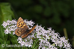 Schlüsselblumen-Würfelfalter (Hamearis lucina) auf Gebirgs-Kälberkropf (Chaerophyllum hirsutum) (F296606) Schlüsselblumen-Würfelfalter (Hamearis lucina) auf Gebirgs-Kälberkropf (Chaerophyllum hirsutum) (F296606)