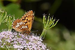 Schlüsselblumen-Würfelfalter (Hamearis lucina) auf Gebirgs-Kälberkropf (Chaerophyllum hirsutum) (F296609) Schlüsselblumen-Würfelfalter (Hamearis lucina) auf Gebirgs-Kälberkropf (Chaerophyllum hirsutum) (F296609)