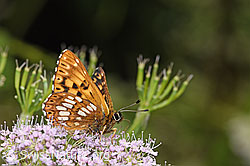Schlüsselblumen-Würfelfalter (Hamearis lucina) auf Gebirgs-Kälberkropf (Chaerophyllum hirsutum) (F296611) Schlüsselblumen-Würfelfalter (Hamearis lucina) auf Gebirgs-Kälberkropf (Chaerophyllum hirsutum) (F296611)