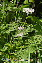 Gebirgs-Kälberkropf (Chaerophyllum hirsutum) (F296621) Gebirgs-Kälberkropf (Chaerophyllum hirsutum) (F296621)