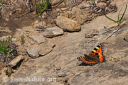 Kleiner Fuchs (Aglais urticae) (F296952)