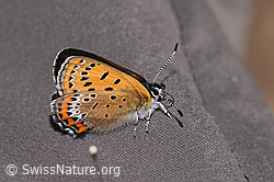 Lycaena helle (F297220)