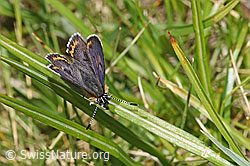 Lycaena helle (F297244)