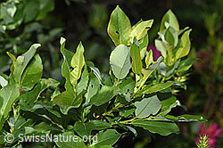 Sal-Weide (Salix caprea) (19.06.2025, F298829)