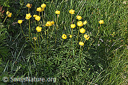 Trollblume (Trollius europaeus) (F298836)