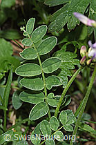 Alpen-Tragant (Astragalus alpinus) (F298852) Alpen-Tragant (Astragalus alpinus) (F298852)