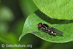 Oxycera pygmaea (Waffenfliege) (19.06.2025, F298919)