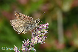 Dunkler Dickkopffalter (Erynnis tages) auf Rispe (19.06.2025, F299093)