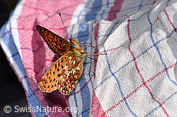 Silberfleck-Perlmuttfalter (Boloria euphrosyne) (F299101)