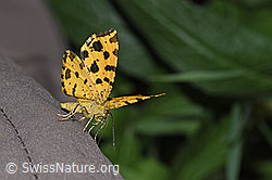 Pantherspanner (Pseudopanthera macularia) (F299159)