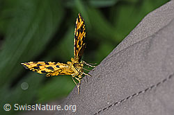 Pantherspanner (Pseudopanthera macularia) (F299160)