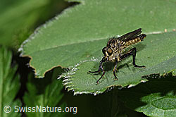 Berg-Raubfliege (Didysmachus picipes) (F299215)
