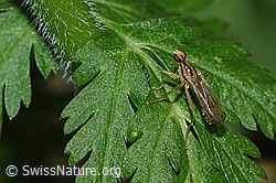F299239: Cordilura albipes (Dungfliege)