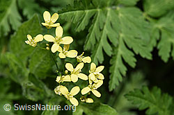 Gemeines Brillenschötchen (Biscutella laevigata) (F299254)