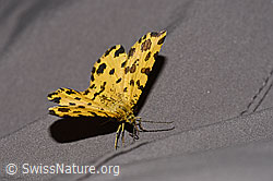 Pantherspanner (Pseudopanthera macularia) (F299258)