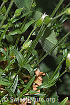 Aufrechtes Acker-Hornkraut (Cerastium arvense ssp. strictum) (F299259)
