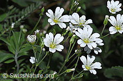 Aufrechtes Acker-Hornkraut (Cerastium arvense ssp. strictum) (F299261)