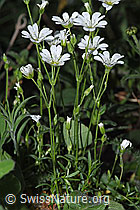 Aufrechtes Acker-Hornkraut (Cerastium arvense ssp. strictum) (19.06.2025, F299262)